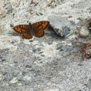 Wall Brown at Hayle