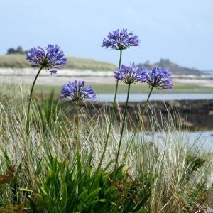 Tresco Bays - 11