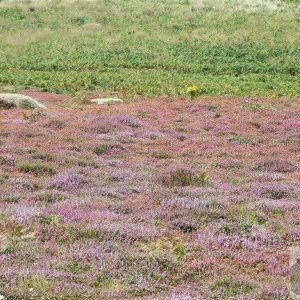 Tresco Bays - 17