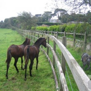 Foals frighten four-legged friend