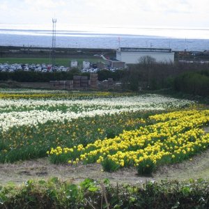 Daffodil Fields