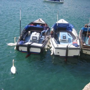 Ferries and Swans