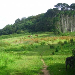 Footpath to Mount Misery