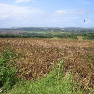 Dead potoato field.