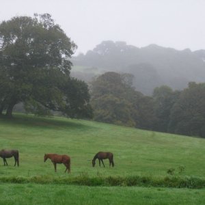 View of Mount Misery