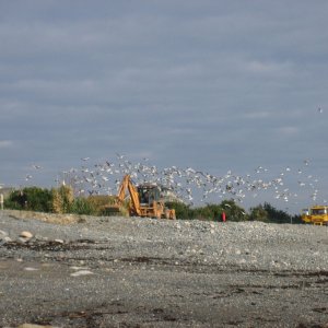 A Flock of Seagulls