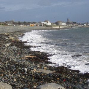 Poppies fall on Newlyn beach