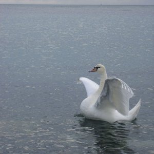 Swan Rampant