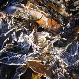 Frozen Seaweed