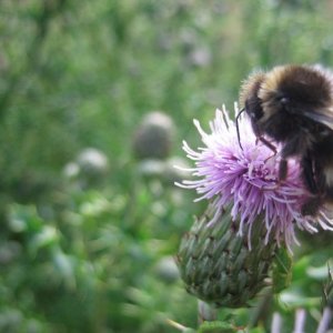 Thistle do nicely...