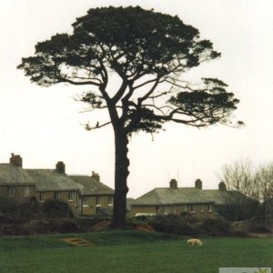 St Clares Tree