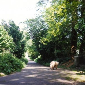 Upper Part of the Coombe Path