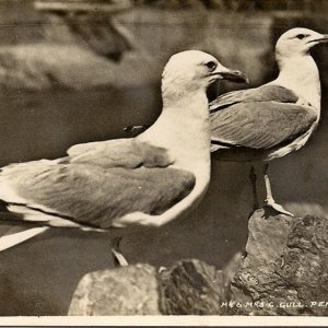 Mr and Mrs C Gull, Penzance