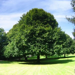 Penlee Tree