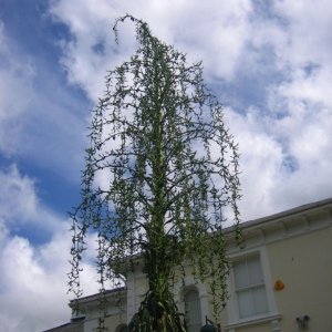 Towering Palm