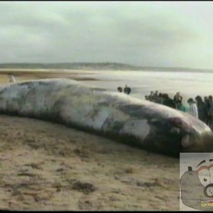 Whale at Long Rock