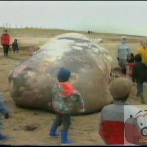Whale at Long Rock