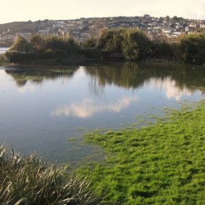 The lake at Newlyn Green