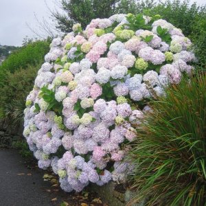 Hydrangea