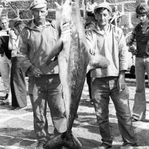 Mousehole Shark