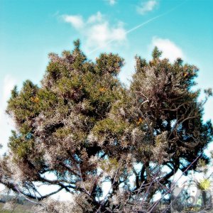 Gorse Bush