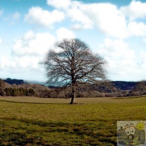 Lone Tree