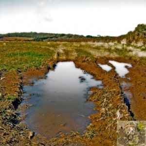 Mud Reflections