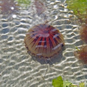 Jellyfish