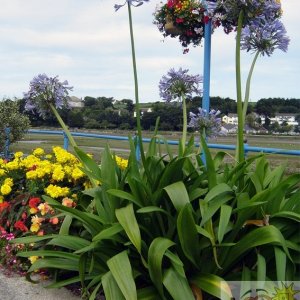 Hayle in Bloom 01