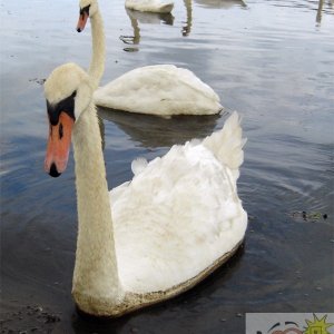 Swans