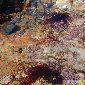Tolcarne Rock Pool