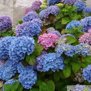 Hydrangea