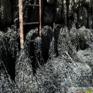 Seaweed at the Old Quay