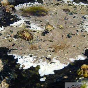 Limpets