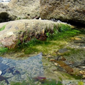 Tolcarne Rock Pool 001