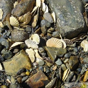 Scallop Shells