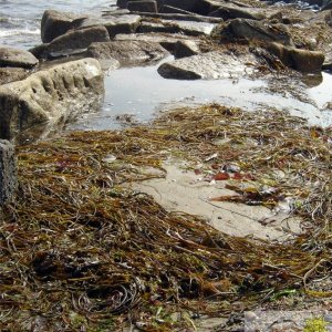 Beach Weed