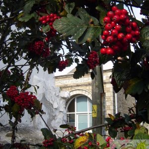 Bank and Berries