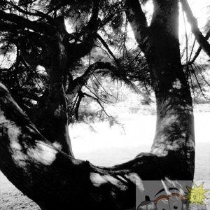 Curvy Tree