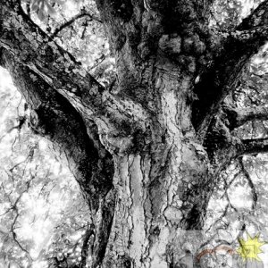 Ancient Tree