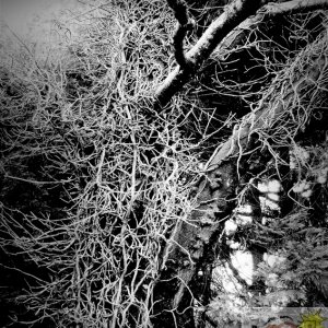 Dead Ivy