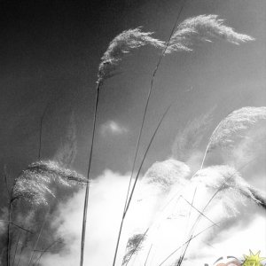 Pampas Grass