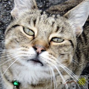 Cat 005