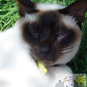 Cat 004