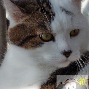Cat 003
