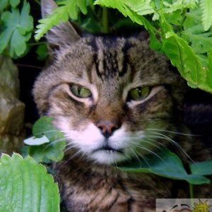 Charlie in the garden