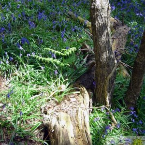 Bluebell Dell 003
