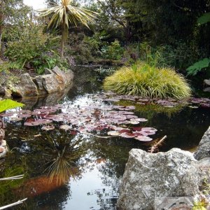 Morrab Gardens Pond