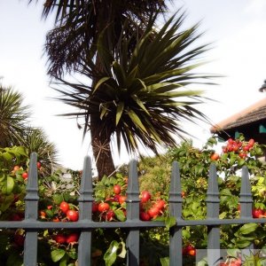 Red and Railings