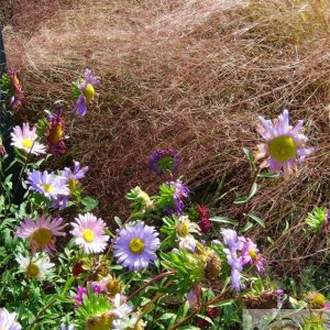 Penlee Park Flowers